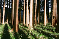 a group of tall trees in a forest